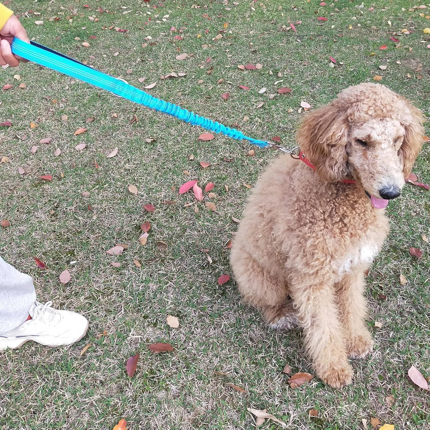 2 FT Bungee Dog Leash, Highly Reflective Strong Nylon Traffic Leash, Short Shock Absorbing Lead for Large Medium Dogs Walking Training Controlling