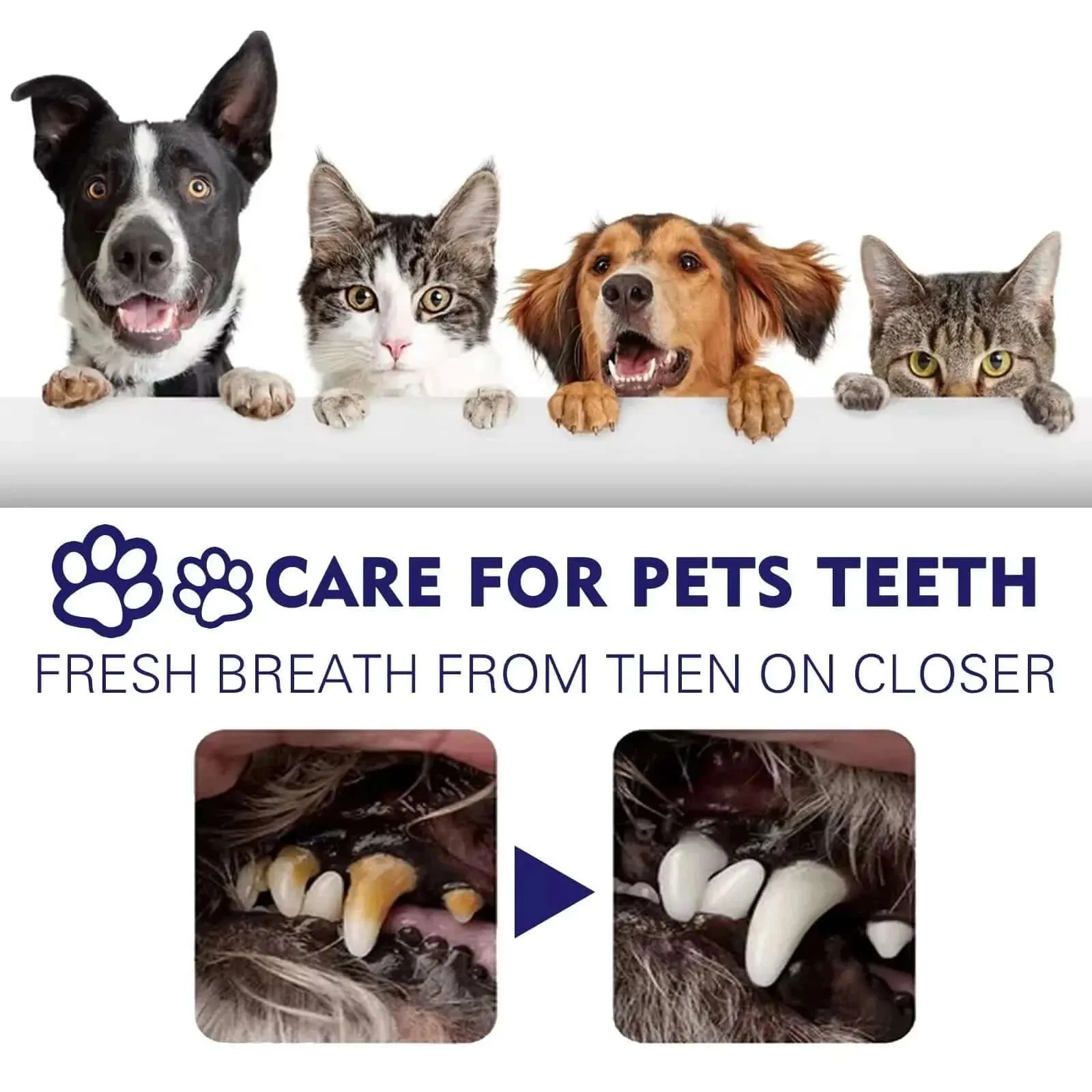 Dog Toothpaste