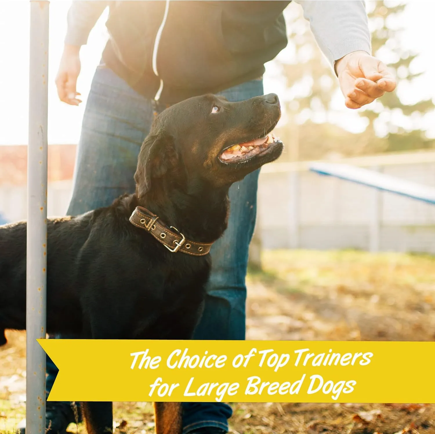Pet Botanics Training Rewards Soft & Chewy Chicken Flavor Large Bites (20 oz)