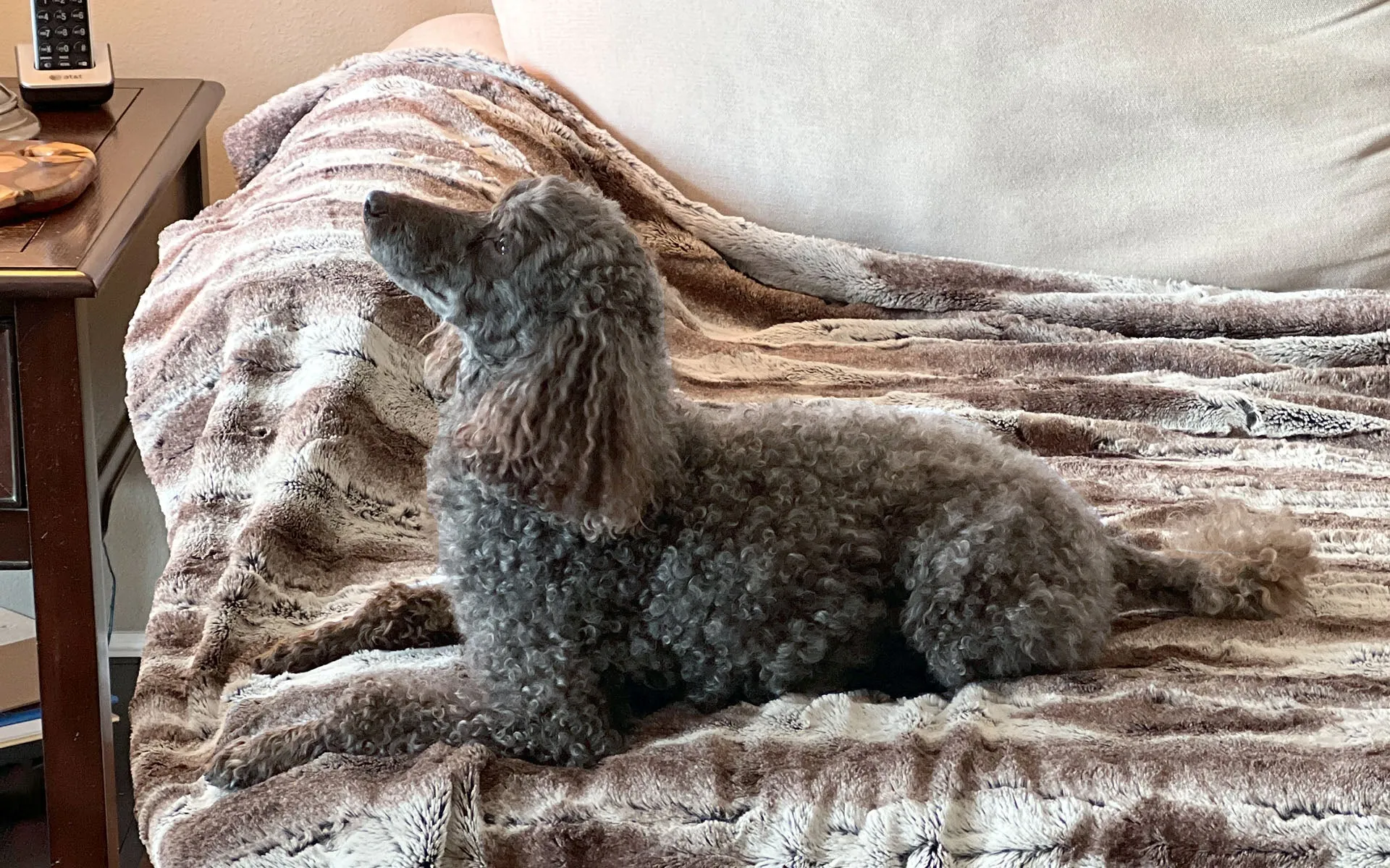 Pet / Dog Blanket - Black Swan Faux Feather