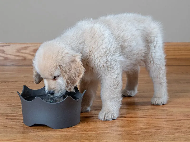 VitaJuwel CrownJuwel Modern Pet Bowls