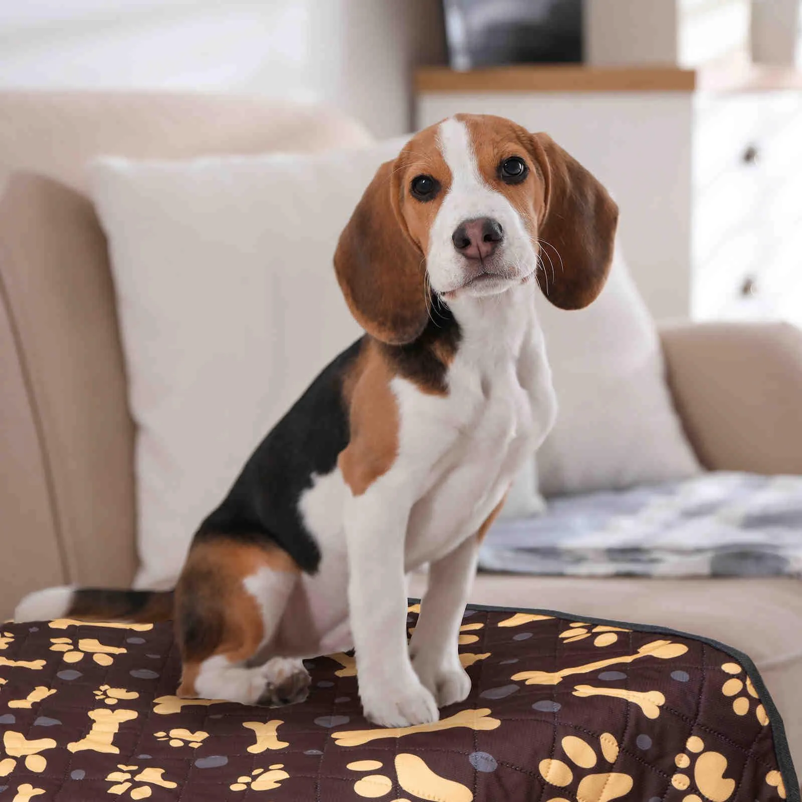Washable Dog Pee Pads, 2 Pack (Bone)