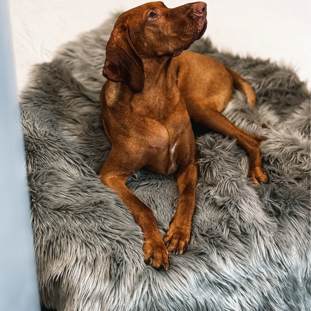 Waterproof Dog Blanket, Plush Throw for Sleeping, Whelping, and Comfort