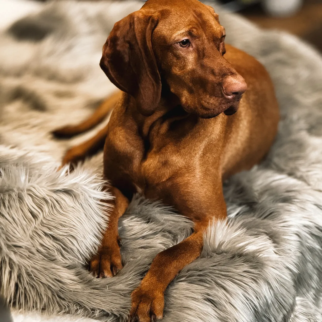 Waterproof Dog Blanket, Plush Throw for Sleeping, Whelping, and Comfort